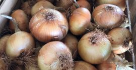 Cipolla bianca dalla Grecia! 500 tonnellate