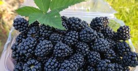 Ciao, produttore agricolo del comune di Greaca, contea di