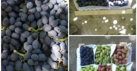 Сочни плодове; Месести зеленчуци; Бобови и сушени продукти, богати