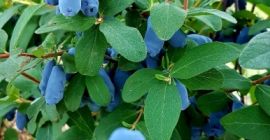 Vendo un mirtillo Kamaczacka, mietitrebbia prevista per il prossimo