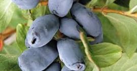 Bacche di Kamchatka Data stimata per la raccolta: 20/06/2021.