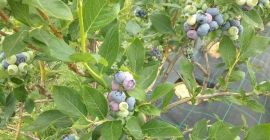 We regularly buy fresh blueberries at market prices. 3