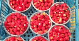 Strawberries for sale in retail quantities