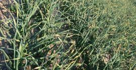 Привет. Предлагаю чеснок Harnaś на площади 0,5 га. Чеснок