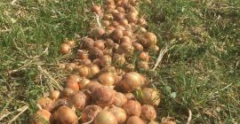 Ceapa din acest an din Uzbekistan! Compania noastră importă