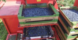 Vendo bacche fresche di Kamchatka, varietà Wojtek e Zojka.