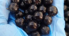 Die mazedonische Sonne macht die süßeste Apfelbeere