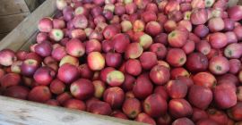 Имам 400 т ябълки за продажба за по-нататъшна обработка,