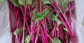 Свежа црвена репа са листовима сертификованим за Глобал Гап