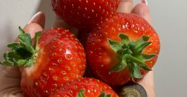 FABRICANT DE PLANTE ȘI FRUCTE DE FABRICĂ Vând în