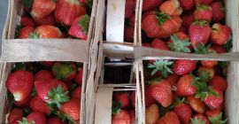 Buna ziua, vand soiuri proaspete de marmelada, roxana, soiuri