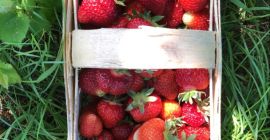 I will sell a strawberry from organic conversion for