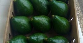 Avocado proaspăt, legume, fructe căutăm cumpărători