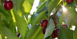 Varietà: Boamba de Cotnari, Van, Stella