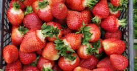 I sell organic strawberries. More details by phone or