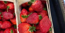 I will sell fresh strawberries straight from the field,