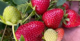 Vendo fragole industriali per succhi, marmellate e dessert, possibilità