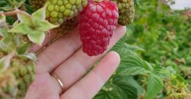 Био малини, ласка и полка