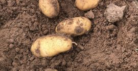 Neuproduktion von rumänischen Kartoffeln Kaliber 20/45 und 55/70 für
