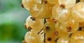Механично прибиране на бяло касис за продажба