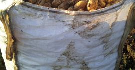 Произвођач продаје кромпир, нудимо квалитет и количину