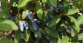 Guten Morgen Käufer. Wir verkaufen Haskap-Beeren (Indigo Gem und