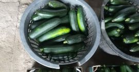 Helló, van egy eladó cukrászda &quot;CLAUSE general seed&quot; a