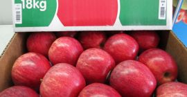 Wir liefern frische Äpfel, hohe Qualität. Süß und knackig,