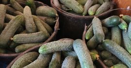 We are selling fresh unsorted cucumbers, size between 6