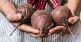 ciao, siamo un&#39;azienda che esporta frutta e verdura, se