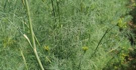 I will sell dill for cucumbers. More information by