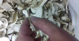 Wistawim Fakture Bottich .grzyby tejrecne Mashroom Boletus 1 Arten