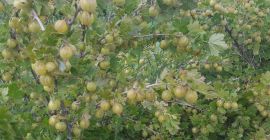 Voi vinde căpșuni pentru presare, piure, etc. Fără mucegaiuri,