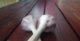 Чеснок Harnaś свежий 2018. У меня около 4000