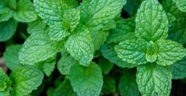 Peppermint Type 1: Fresh leaves Type 2: Dry leaves