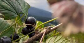 Здраво, продаћу - ручно убрану - црну рибизлу. Црна