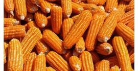 We are Trading and supplier of high quality yellow