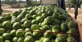 Ich werde Wassermelone in loser Schüttung verkaufen, Herkunftsland Griechenland,