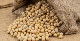High Quality Soy beans in bulk quantity for export