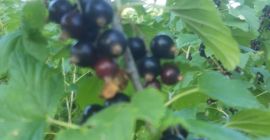 Црна рибизла и црвена рибизла 28.-30. Јуна 2021