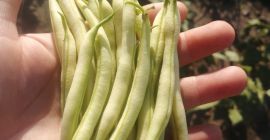 I sell beans, very good quality pods.