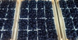 I will sell thornfree blackberry in any packaging depending