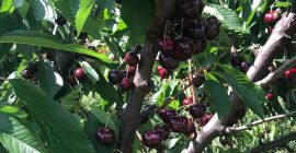 Cherry Burlat, später andere Sorten, Cordia, Van