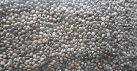 Vorremmo comprare semi di canapa intera (konopie). Confezionato in