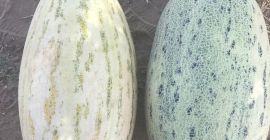 Melons &quot;Torpedo&quot; Uzbekistan production. Fast delivery to Poland. Always