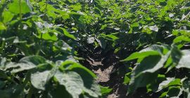 Patate in vendita. L&#39;azienda dispone di 5 ore di