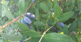 Ще продам зрънце Камчатка. Плодовете се късат на ръка.