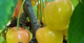 Sumit, Wanda, Sam, Techlowan, Kordia, Regina, Sylwia e Vega