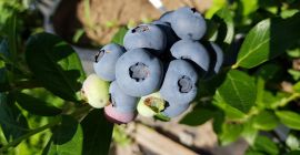 Bio / BIO áfonyát értékesítünk, amelyeket egy helyi romániai