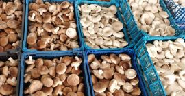 Ich habe über 3 Tonnen Shiitake-Pilze zum Verkauf (einige